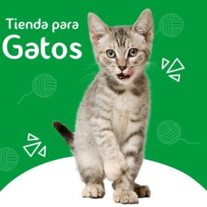 Gatos